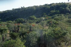 Aloe ferox
