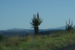 Aloe ferox