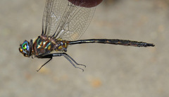 Somatochlora williamsoni