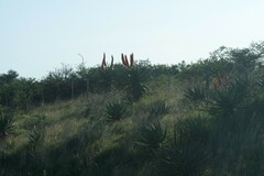 Aloe ferox