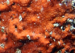 Phorbas fictitius