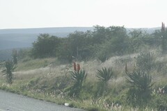 Aloe ferox