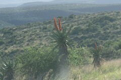 Aloe ferox