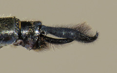 Somatochlora williamsoni