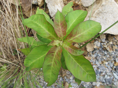 Lysimachia clethroides