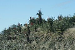 Aloe ferox