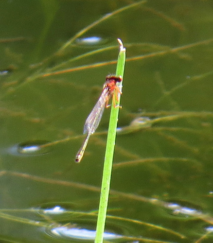 Scarlet Bluet photo 4