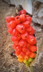 Arum dioscoridis