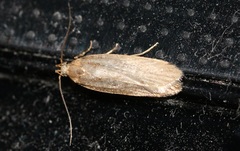 Acompsia cinerella
