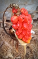 Arum dioscoridis