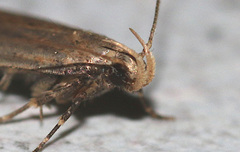 Acompsia cinerella
