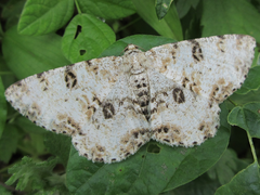 Ophthalmitis albosignaria