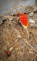 Arum dioscoridis