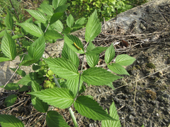 Rubus coreanus
