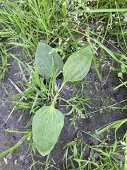 Plantago