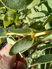 Rafnia amplexicaulis