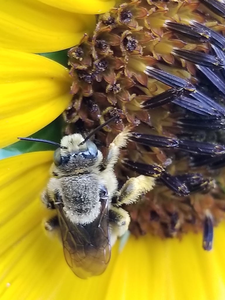 Sunflower Chimney Bee
