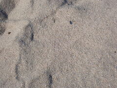 Microbembex monodonta