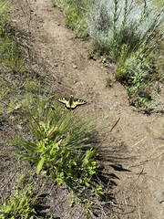 Papilio machaon oregonius