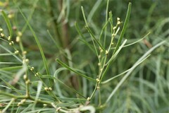 Acacia cognata