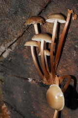 Mycena tuvara
