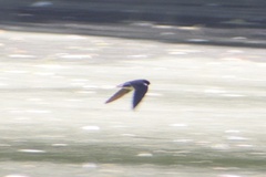 Hirundo rustica