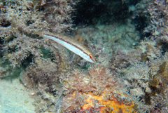 Neoodax balteatus