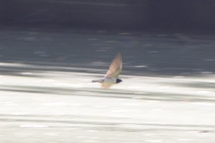 Hirundo rustica