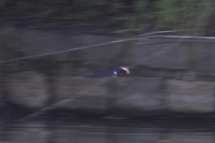 Hirundo rustica