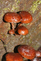 Hypholoma brunneum