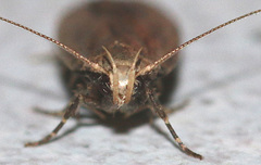 Acompsia cinerella