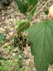 Spiraea nervosa