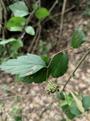 Spiraea nervosa