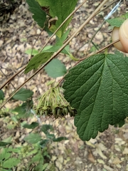 Spiraea nervosa