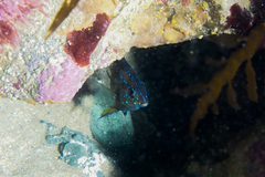 Parma alboscapularis