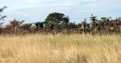Aloe ferox