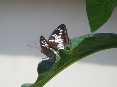 Euthalia adonia pinwilli