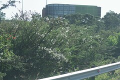 Clematis brachiata