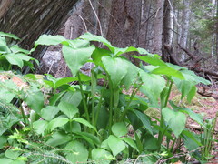 Arisaema stewardsonii