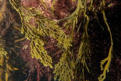 Xiphophora chondrophylla