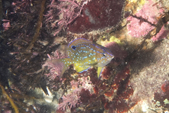 Parma alboscapularis