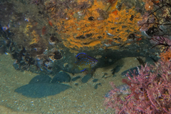 Parma alboscapularis