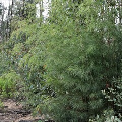 Acacia cognata