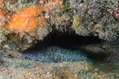 Ruanoho decemdigitatus