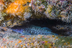 Ruanoho decemdigitatus