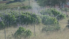Coleus barbatus grandis