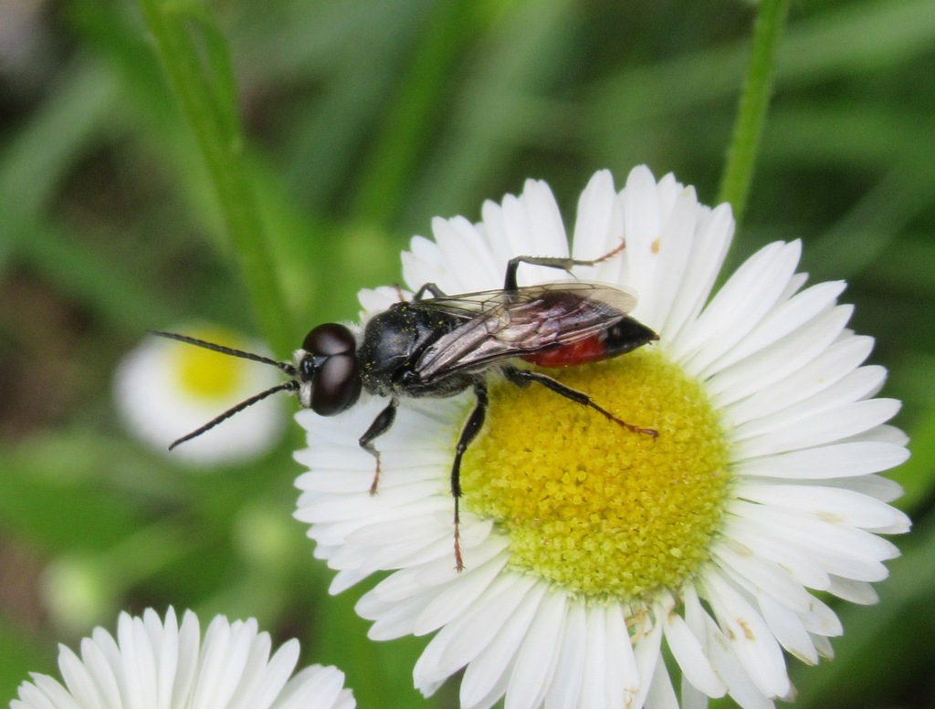 Astata minor