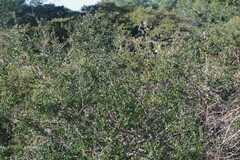 Scutia myrtina