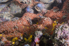 Metandrocarpa protostigmatica