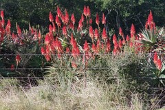 Aloe arborescens